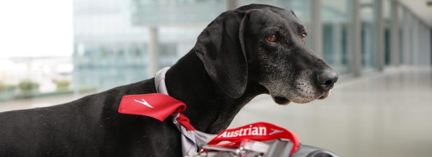 A dog with an Austrian bandana at the airport