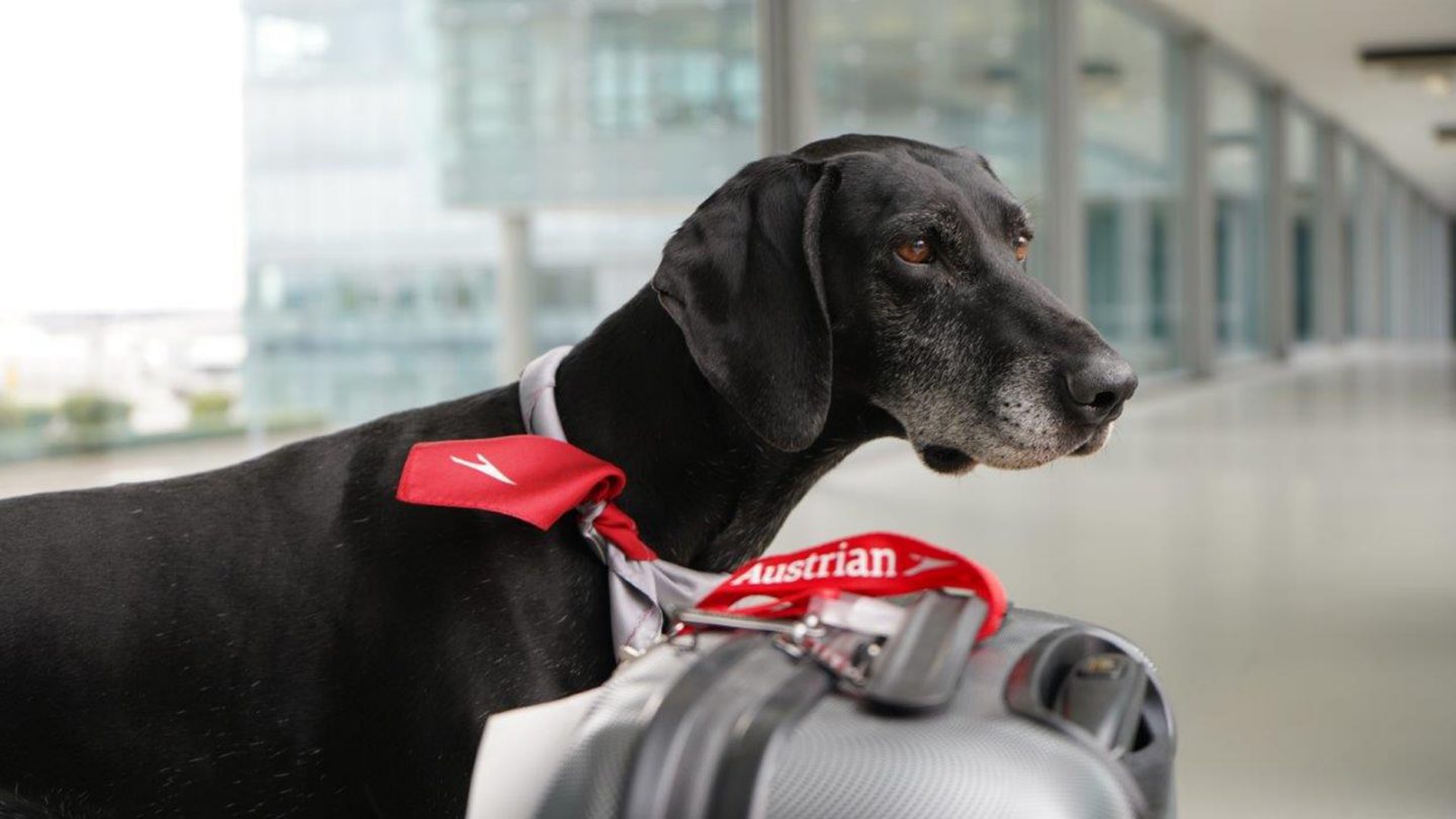 A dog with an Austrian bandana at the airport